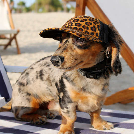 Wild Side Baseball Cap