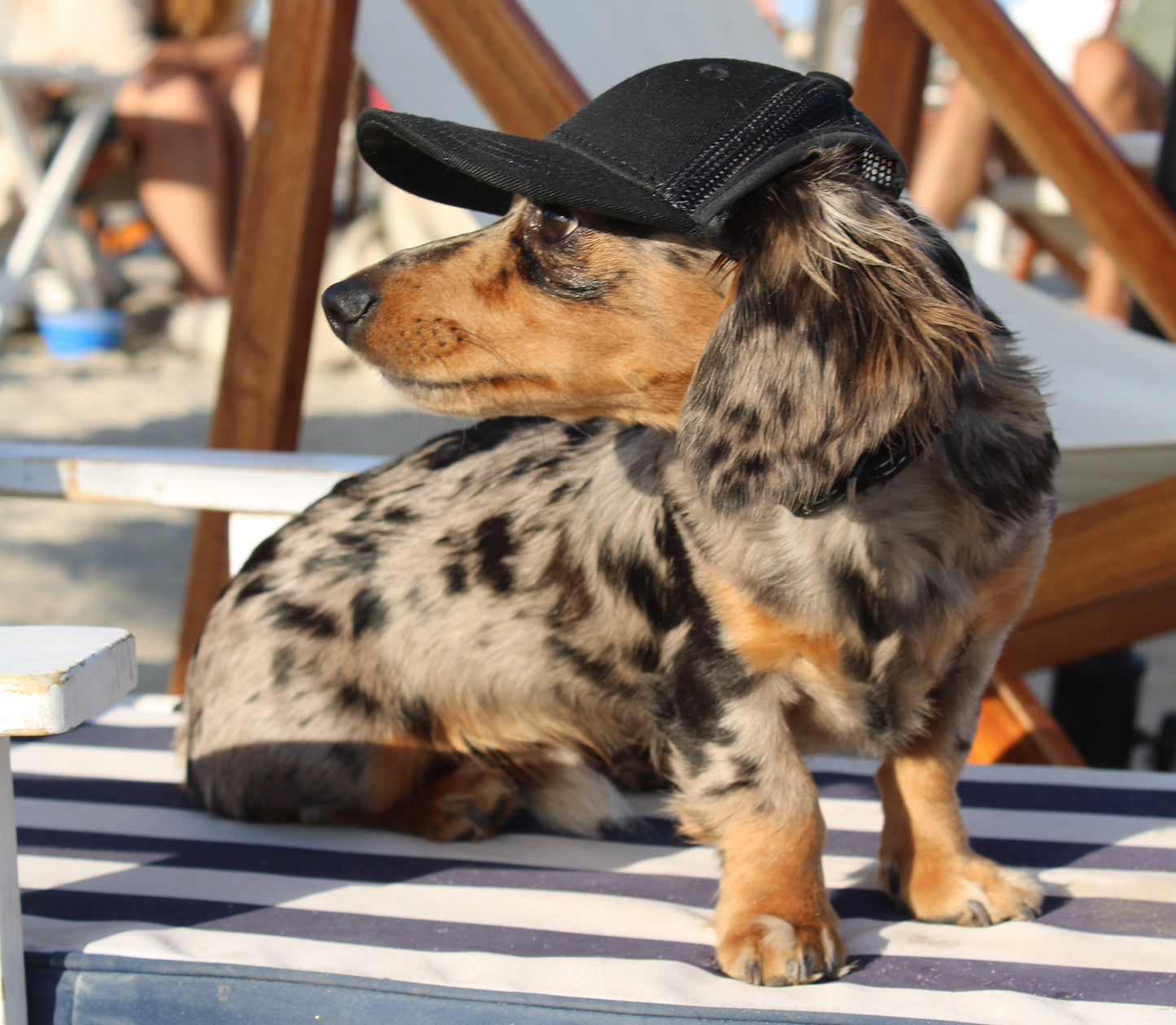 The Essential Pup Cap ⭐⭐⭐⭐⭐ 4.9 (12 reviews)