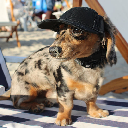 The Essential Pup Cap ⭐⭐⭐⭐⭐ 4.9 (12 reviews)