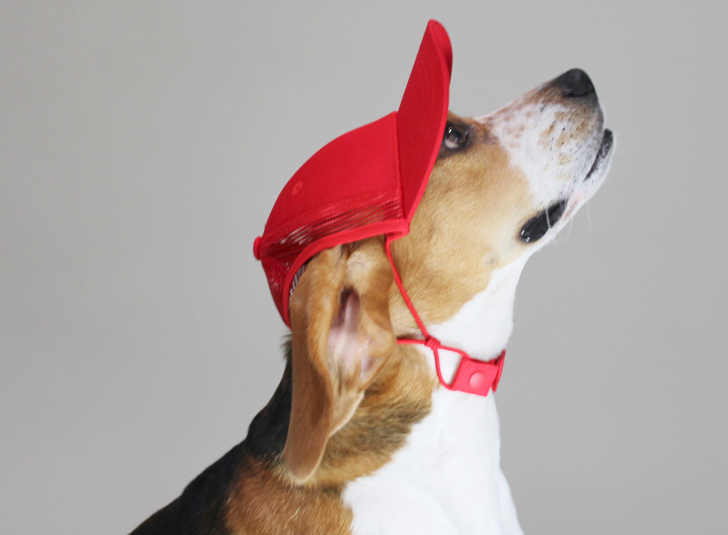 Make America Great Again (MAGA) Dog Baseball Cap