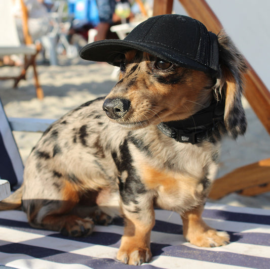 Dog wearing black baseball hat for sun protection with secure chin strap, designed to stay on during activity